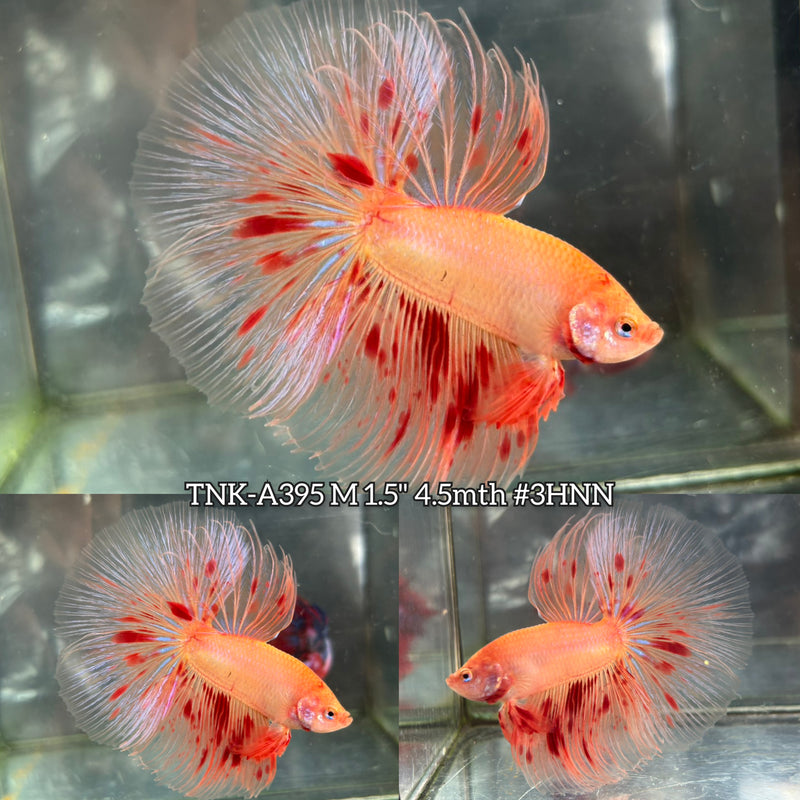 Live Male Betta Orange Vanda Armageddon Over Halfmoon (TNK-A395) High quality What you see What you get!!