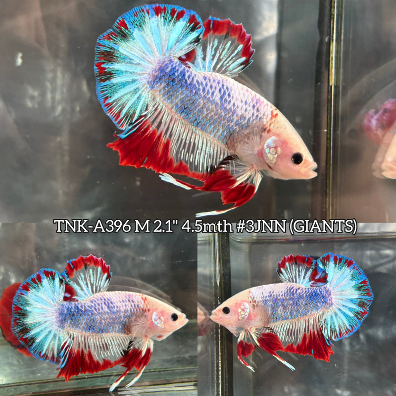 Live Male Betta Fancy Red Flag Giants Plakat (TNK-A396) High quality What you see What you get!!