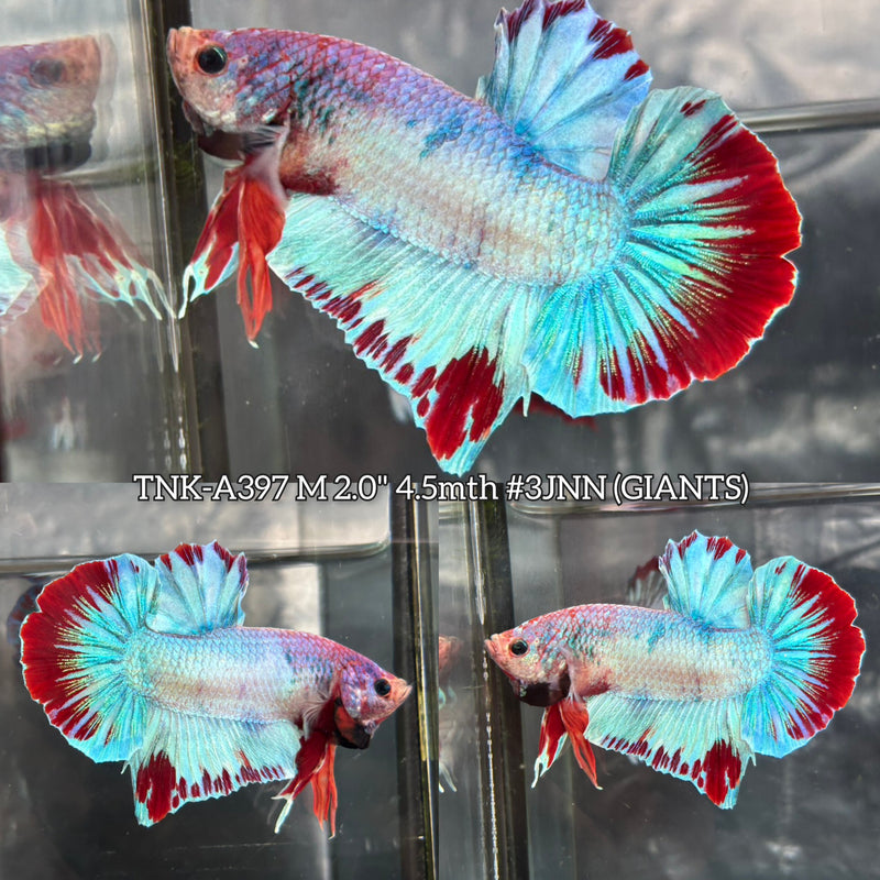 Live Male Betta Fancy Grizzle Giants Plakat (TNK-A397) High quality What you see What you get!!