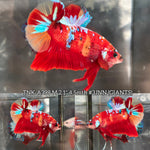 Live Male Betta Red Galaxy Koi Giants Plakat (TNK-A398)  R11F11 High quality What you see What you get!!