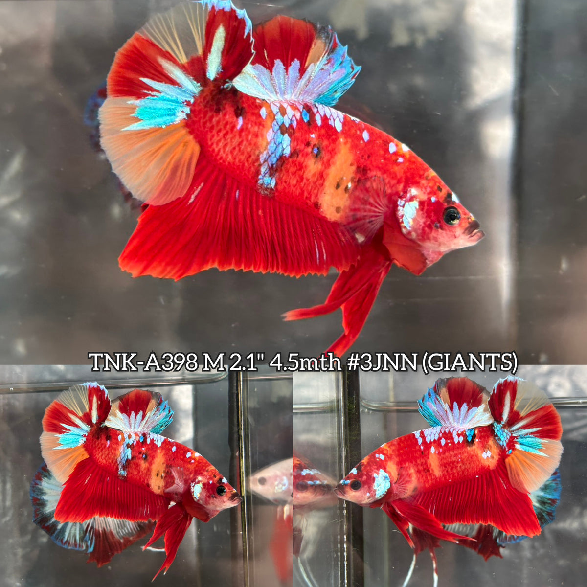 Live Male Betta Red Galaxy Koi Giants Plakat (TNK-A398)  R11F11 High quality What you see What you get!!