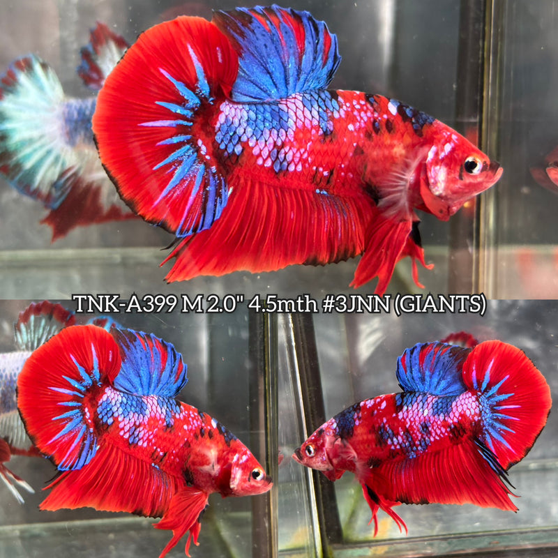 Live Male Betta Red Galaxy Koi Giants Plakat (TNK-A399) High quality What you see What you get!!