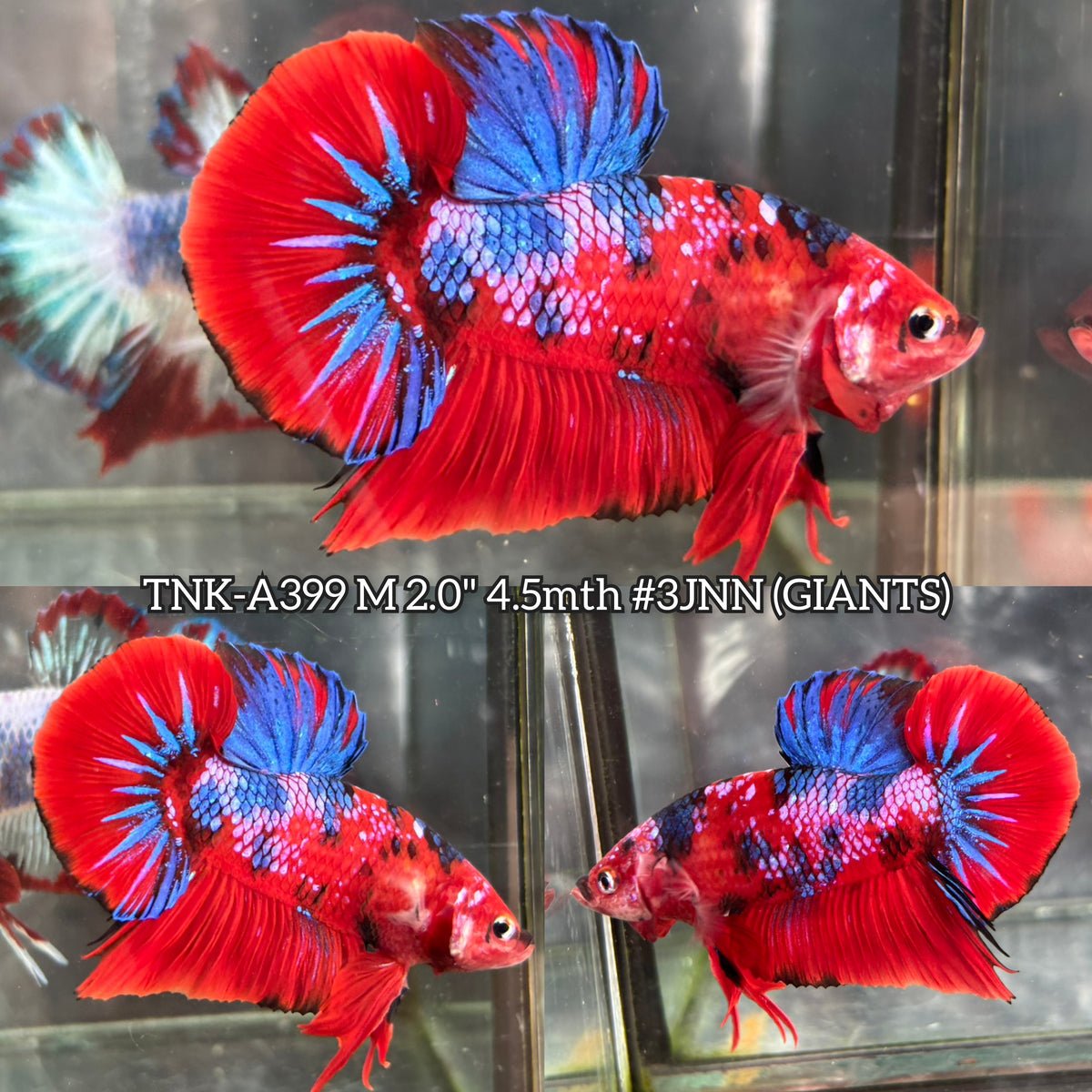 GridArt-