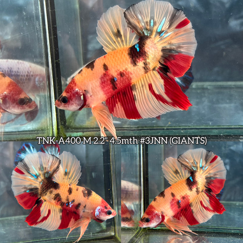 Live Male Betta Classic Nemo Giants Plakat (TNK-A400) High quality What you see What you get!!