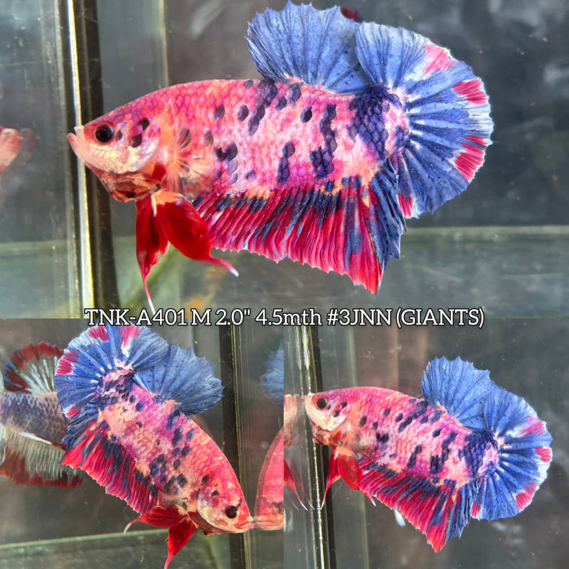 Live Male Betta Fancy Marble Giants Plakat (TNK-A401) High quality What you see What you get!!