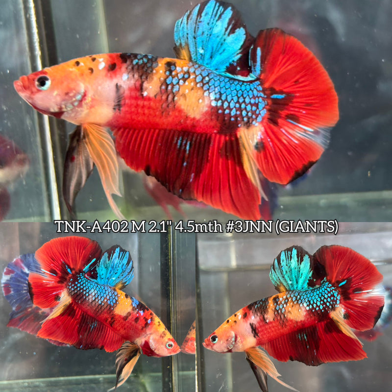 Live Male Betta Red Koi Metallic Giants Plakat (TNK-A402) High quality What you see What you get!!