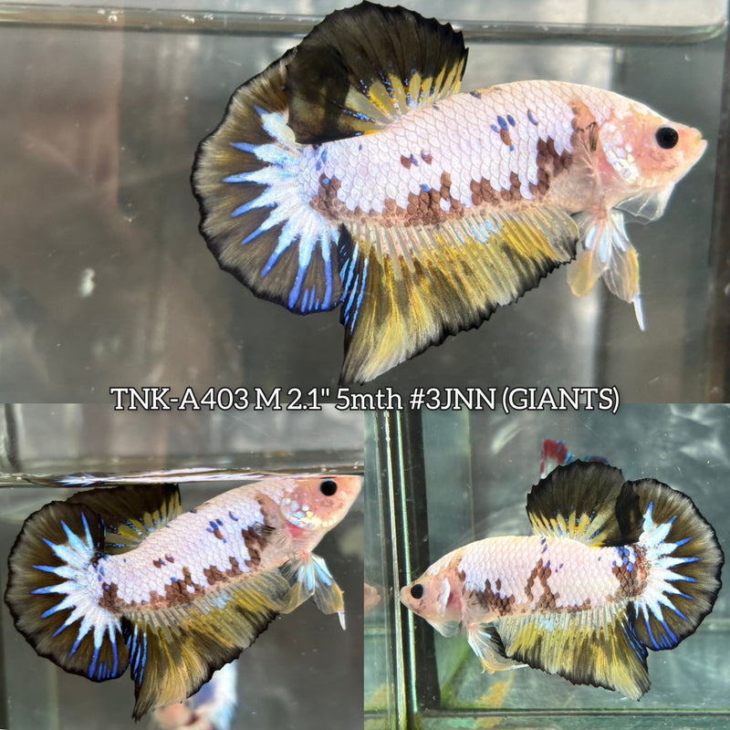 Live Male Betta Fancy Yellow Koi Giants Plakat (TNK-A403) High quality What you see What you get!!