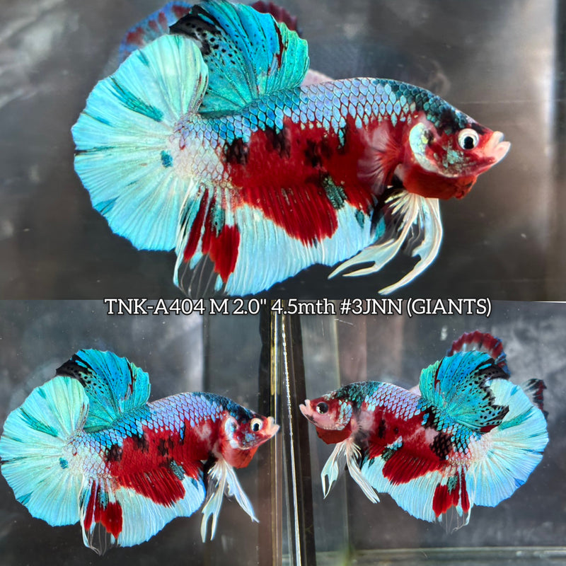 Live Male Betta Red Galaxy Koi Giants Plakat (TNK-A404) High quality What you see What you get!!