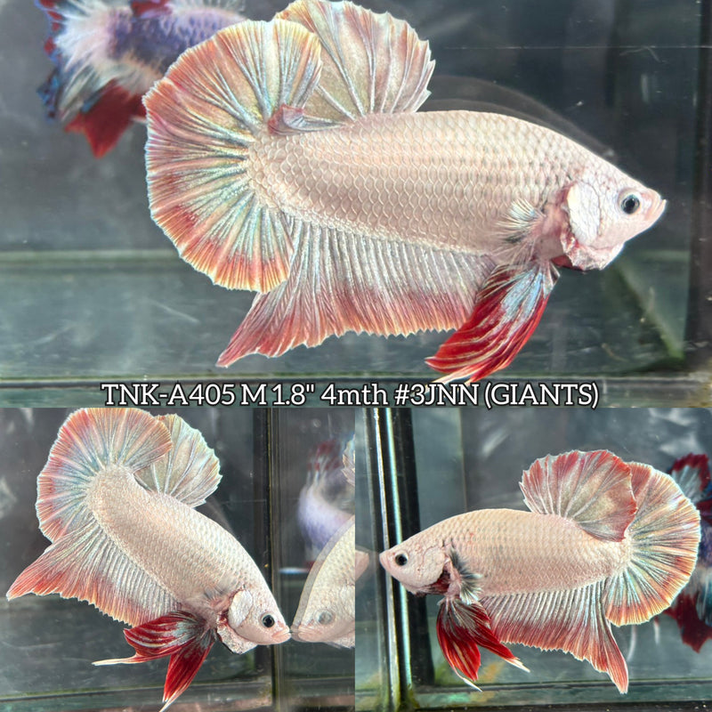 Live Male Betta Red Snow Dragon Giants Plakat (TNK-A405) High quality What you see What you get!!