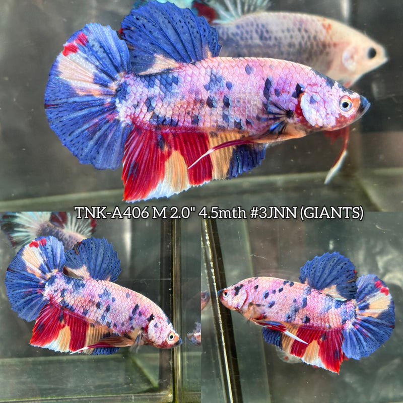 Live Male Betta Fancy Marble three colors Giants Plakat (TNK-A406) High quality What you see What you get!!