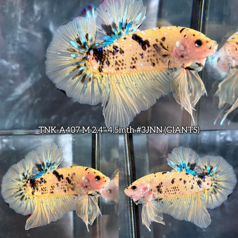 Live Male Betta Yellow Tiger Koi Giants Plakat (TNK-A407) High quality What you see What you get!!