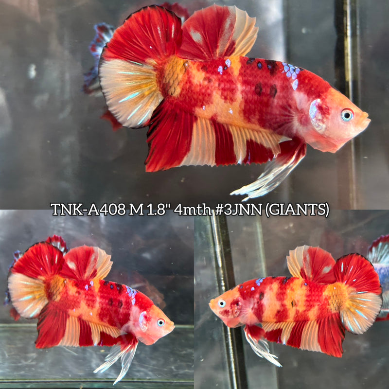 Live Male Betta Red Fire Nemo Giants Plakat (TNK-A408) High quality What you see What you get!!