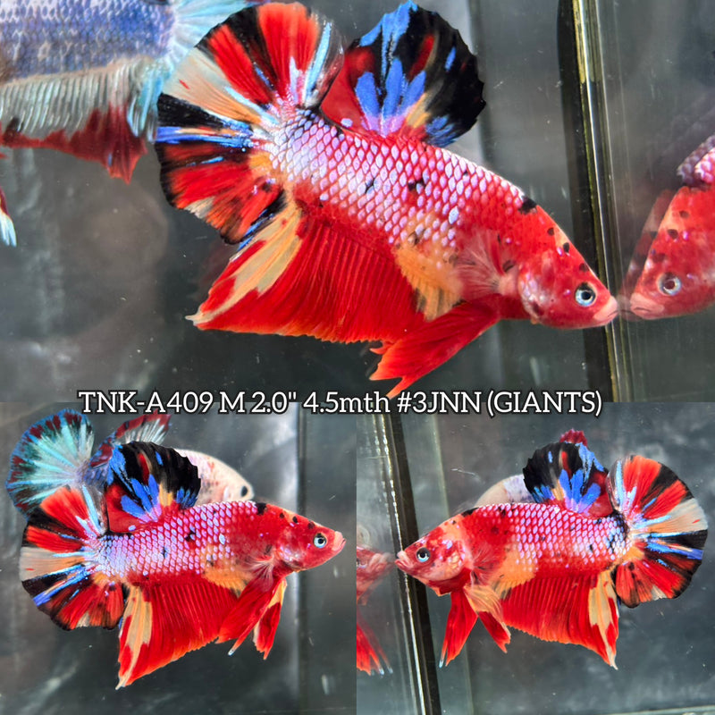 Live Male Betta Candy Metallic Mixed colors Giants Plakat (TNK-A409) High quality What you see What you get!!