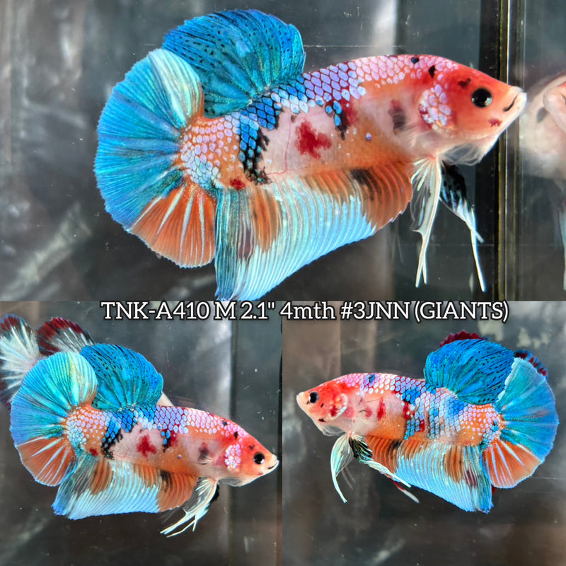 Live Male Betta Fancy Koi Metallic Giants Plakat (TNK-A410) High quality What you see What you get!!