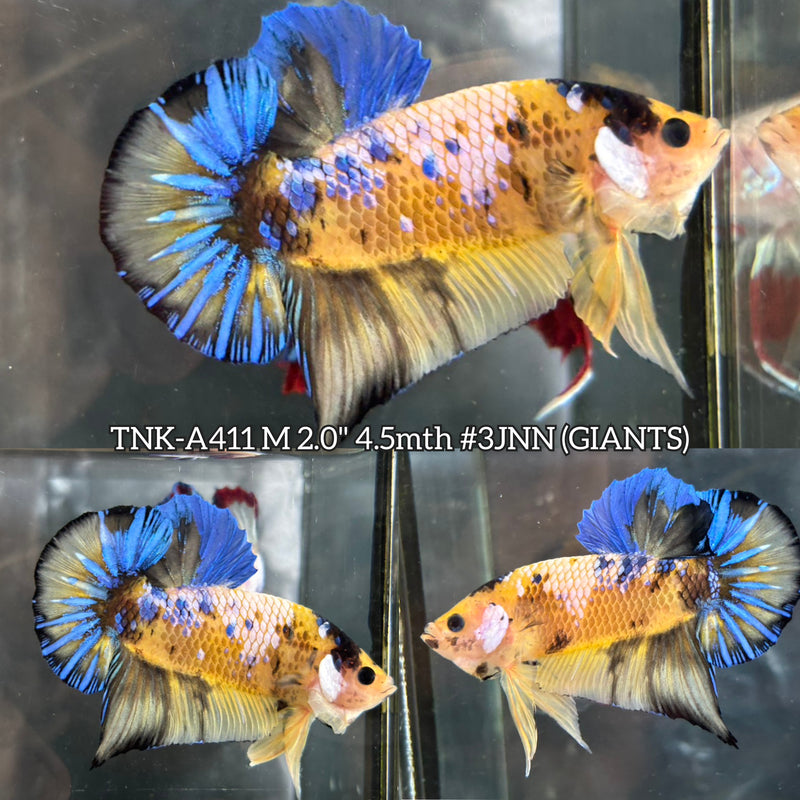 Live Male Betta Yellow Galaxy Koi Giants Plakat (TNK-A411) High quality What you see What you get!!