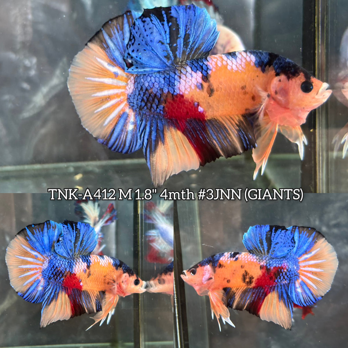 Live Male Betta Galaxy Koi Giants Plakat (TNK-A412)  R11D21 High quality What you see What you get!!