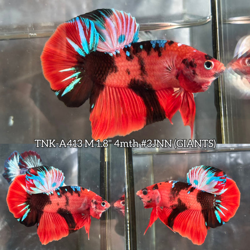 Live Male Betta Red Galaxy Koi  Giants Plakat (TNK-A413) High quality What you see What you get!!