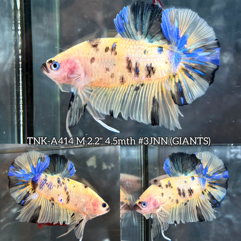 Live Male Betta Yellow Tiger Koi Giants Plakat (TNK-A414) High quality What you see What you get!!