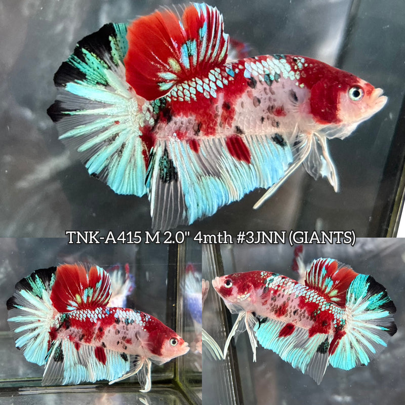 Live Male Betta Red Galaxy Koi Giants Plakat (TNK-A415) High quality What you see What you get!!