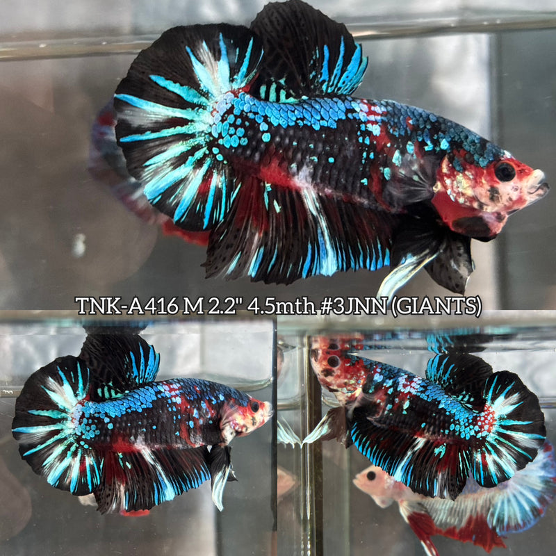 Live Male Betta Black Galaxy Koi Giants Plakat (TNK-A416) High quality What you see What you get!!