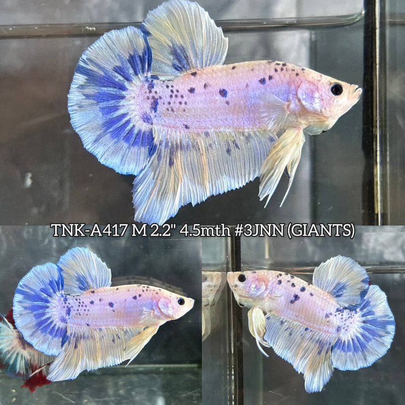 Live Male Betta Fancy Marble Polkadot Giants Plakat (TNK-A417) High quality What you see What you get!!