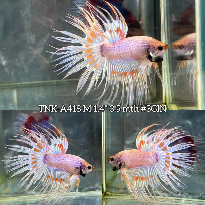 Live Male Betta Fancy Light colors Spider Crowntail (TNK-A418) High quality What you see What you get!!