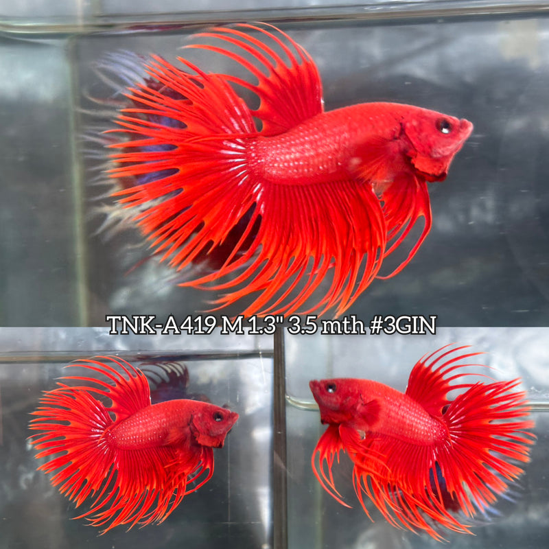 Live Male Betta Super Red Solid color Spider Crowntail (TNK-A419) High quality What you see What you get!!