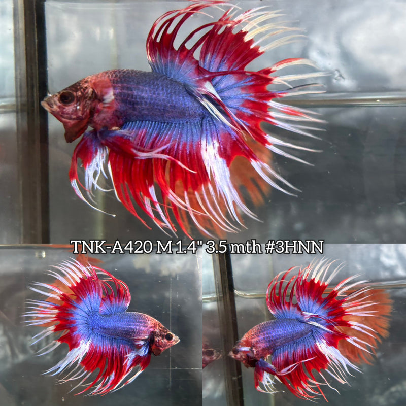 Live Male Betta Fancy Red Blue Mascot Spider Crowntail (TNK-A420) High quality What you see What you get!!