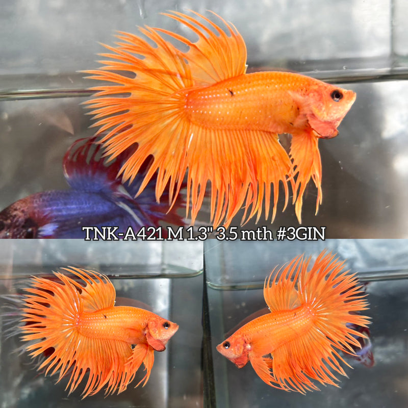 Live Male Betta Super Orange Solid Color Spider Crowntail (TNK-A421) High quality What you see What you get!!