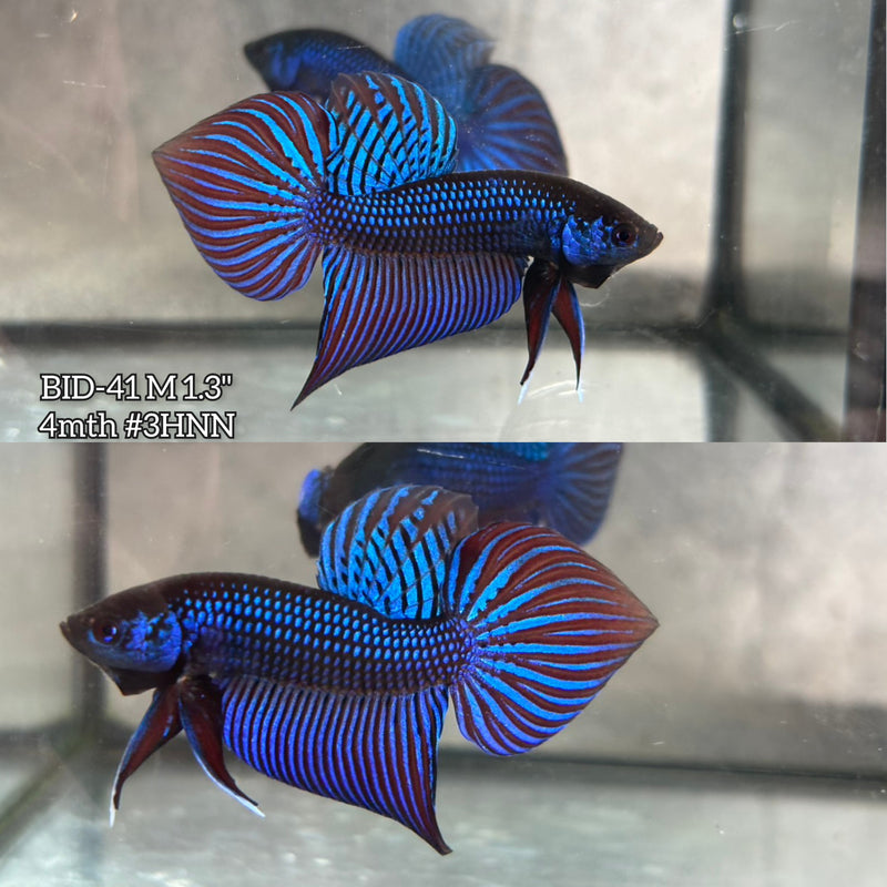 Live Male Betta Blue Mahachai wild Plakat (BID-41) High quality what you see what you get!!