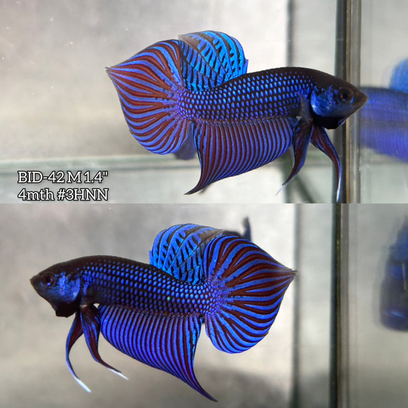 Live Male Betta Blue Mahachai wild Plakat (BID-42) High quality what you see what you get!!
