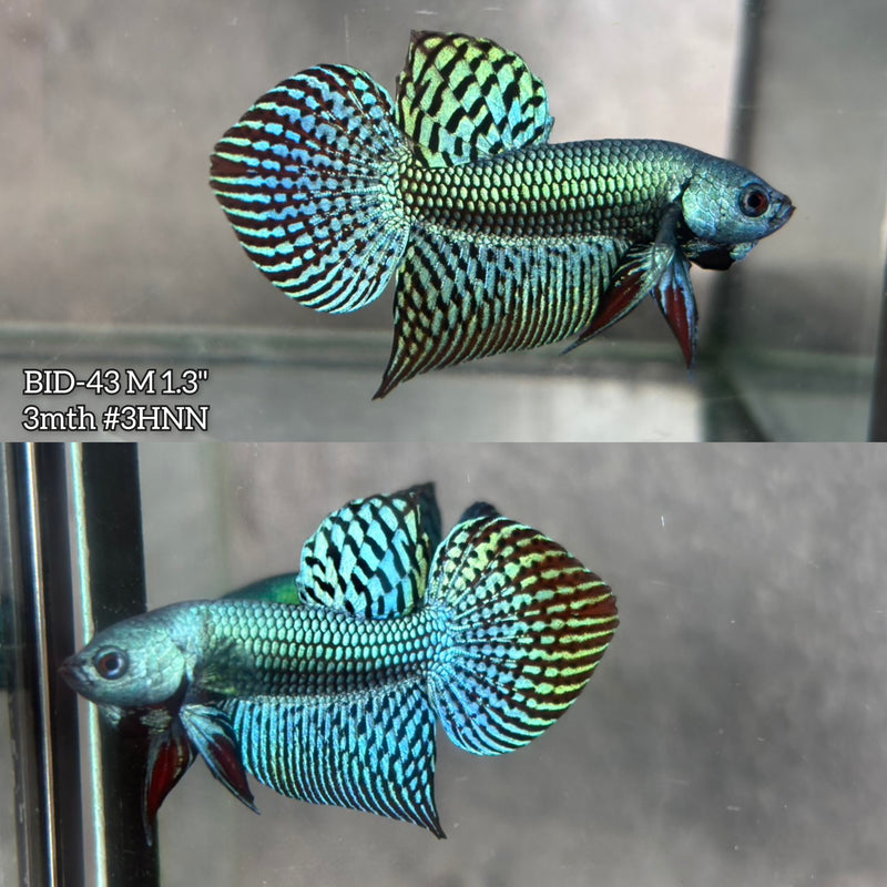 Live Male Betta Green Alien Hybrid wild Plakat (BID-43) High quality what you see what you get!!