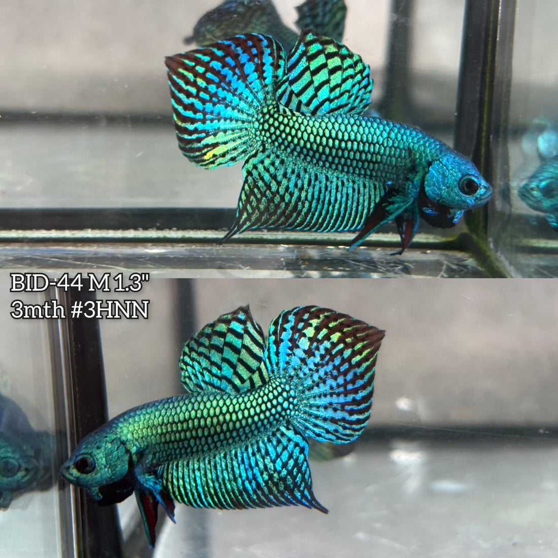 Live Male Betta Green Turquoise Alien Hybrid wild Plakat (BID-44) S134 High quality what you see what you get!!