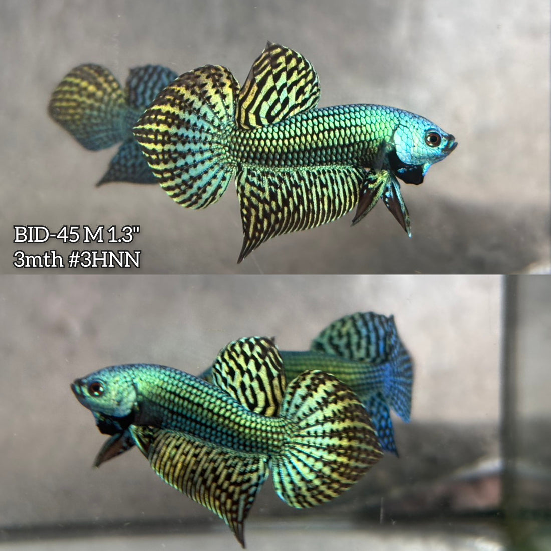 Live Male Betta Green Alien Hybrid wild Plakat (BID-45) High quality what you see what you get!!