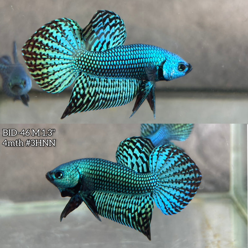 Live Male Betta Green Turquoise Alien Hybrid wild Plakat (BID-46) High quality what you see what you get!!