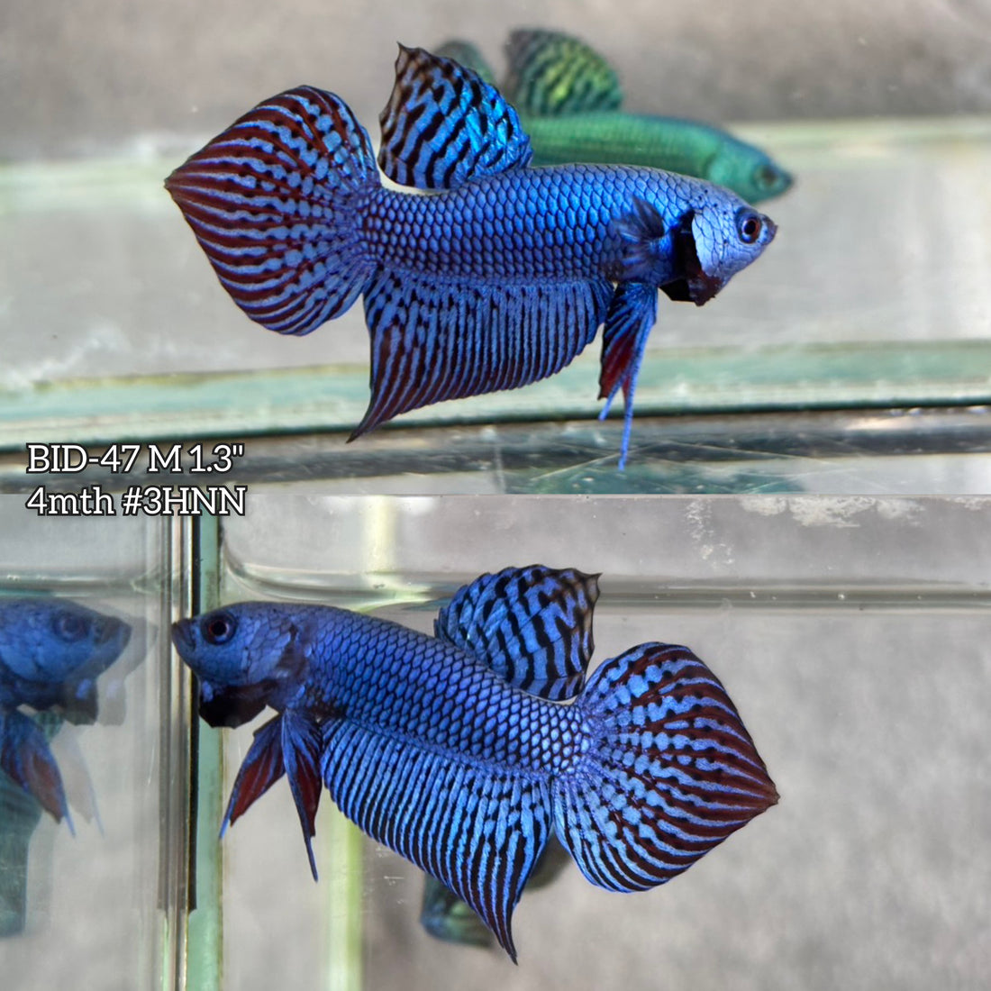 Live Male Betta Blue Alien Hybrid wild Plakat (BID-47) S139 High quality what you see what you get!!