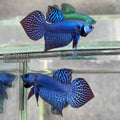 Live Male Betta Blue Alien Hybrid wild Plakat (BID-47) S139 High quality what you see what you get!!