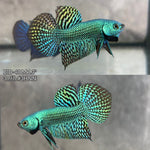 Live Male Betta Green Alien Hybrid wild Plakat (BID-48)S142✔️ High quality what you see what you get!!