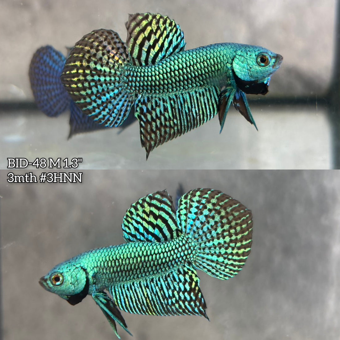 Live Male Betta Green Alien Hybrid wild Plakat (BID-48)S142✔️ High quality what you see what you get!!