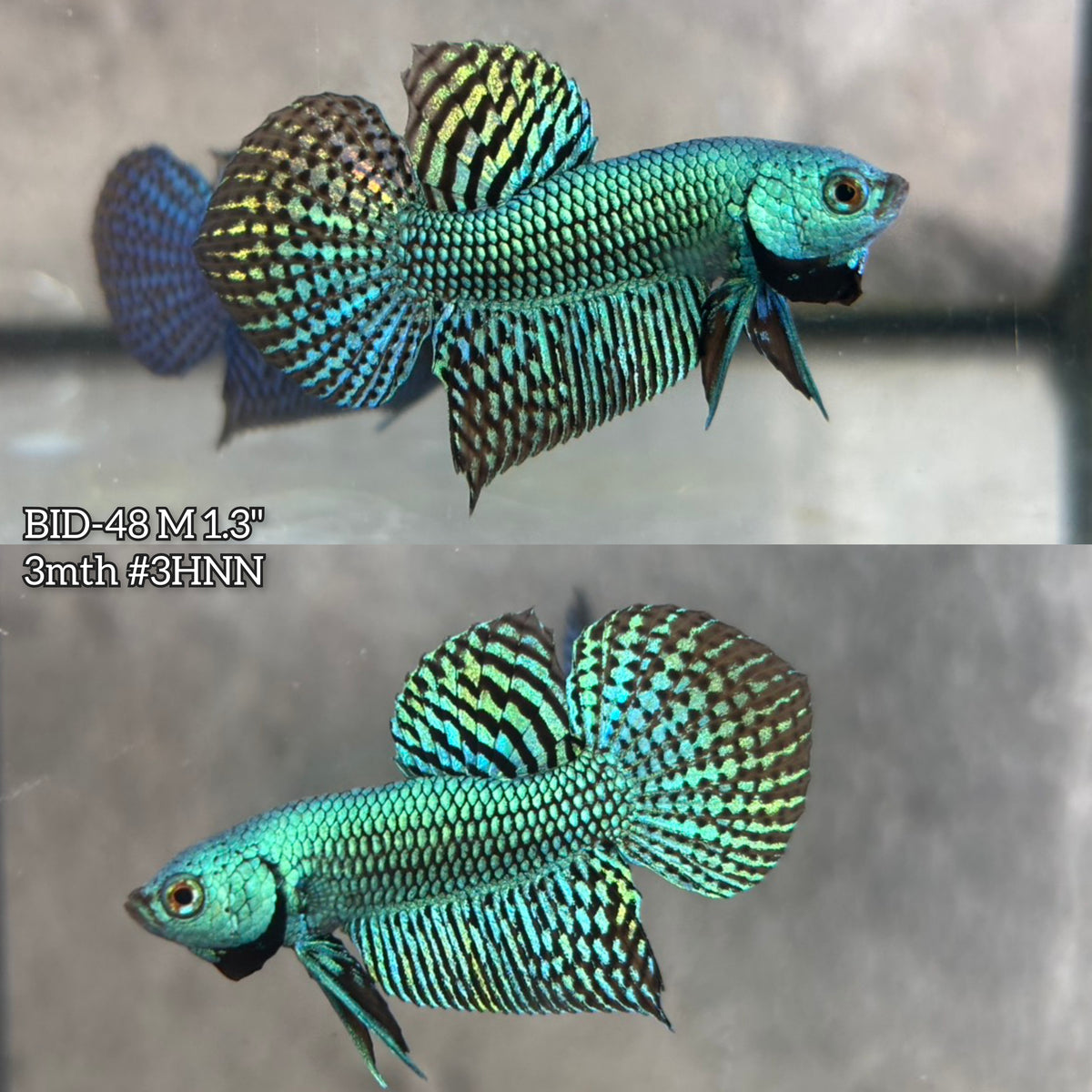 Live Male Betta Green Alien Hybrid wild Plakat (BID-48)S142✔️ High quality what you see what you get!!