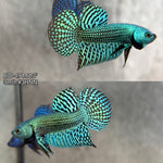 Live Male Betta Green Alien Hybrid wild Plakat (BID-49)S144✔️ High quality what you see what you get!!