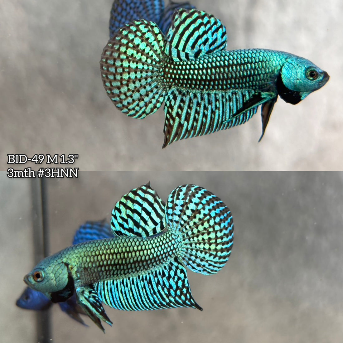 Live Male Betta Green Alien Hybrid wild Plakat (BID-49)S144✔️ High quality what you see what you get!!