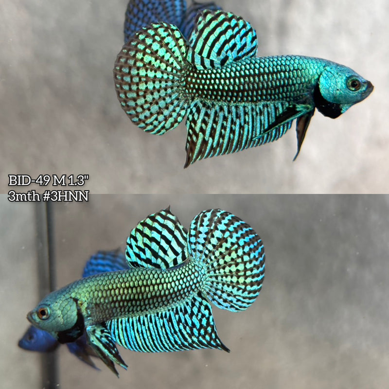 Live Male Betta Green Alien Hybrid wild Plakat (BID-49) High quality what you see what you get!!
