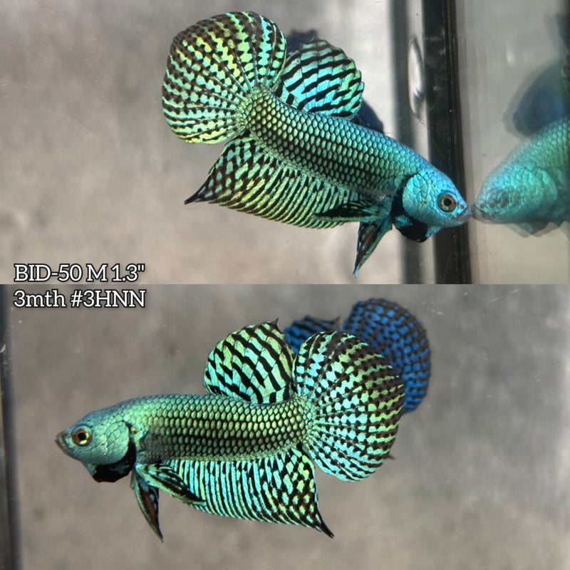 Live Male Betta Green Alien Hybrid wild Plakat (BID-50) High quality what you see what you get!!
