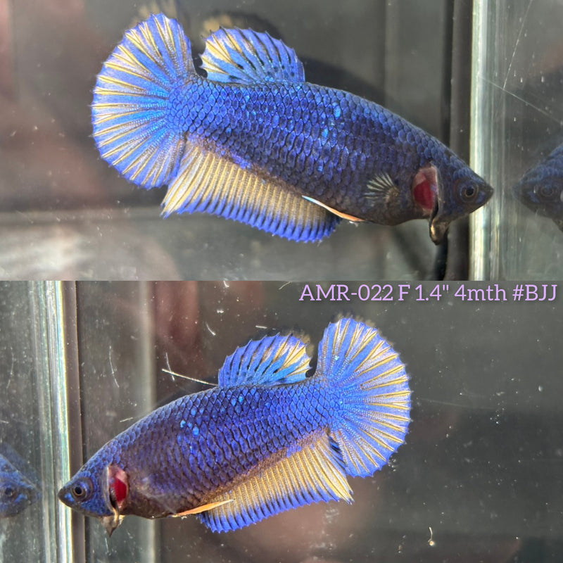 Live Female Betta Yellow Blue Mustard Gas Plakat (AMR-022) High quality What you see What you get!!