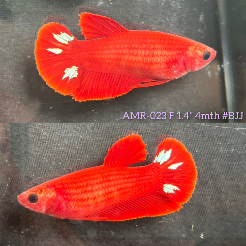 Live Female Betta Fancy Red Hellboy Plakat (AMR-023) High quality What you see What you get!!