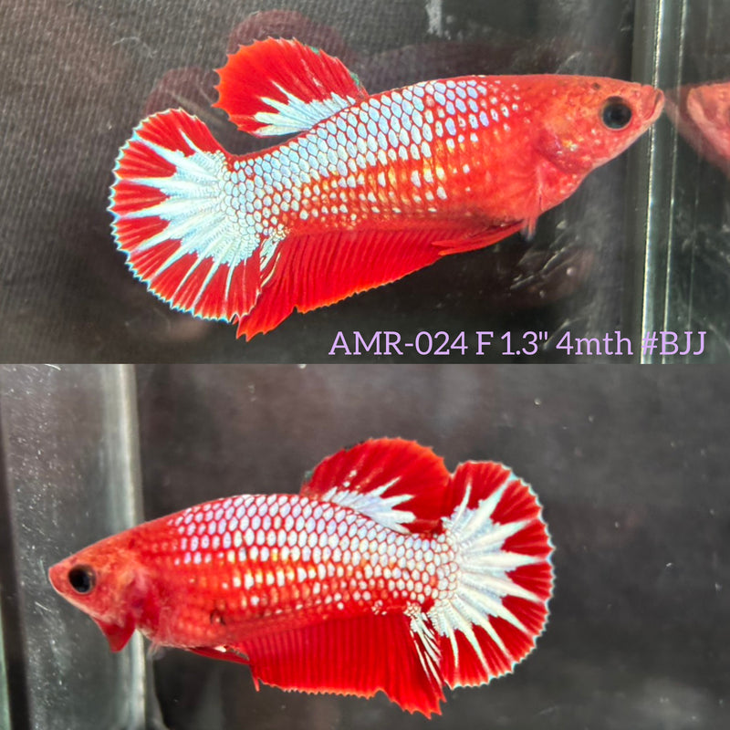Live Female Betta Fancy Red Hellboy Startail Plakat (AMR-024) High quality What you see What you get!!