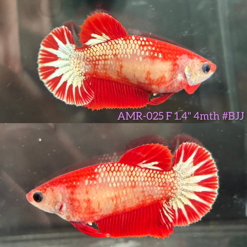Live Female Betta Fancy Red Hellboy Startail Plakat (AMR-025) High quality What you see What you get!!