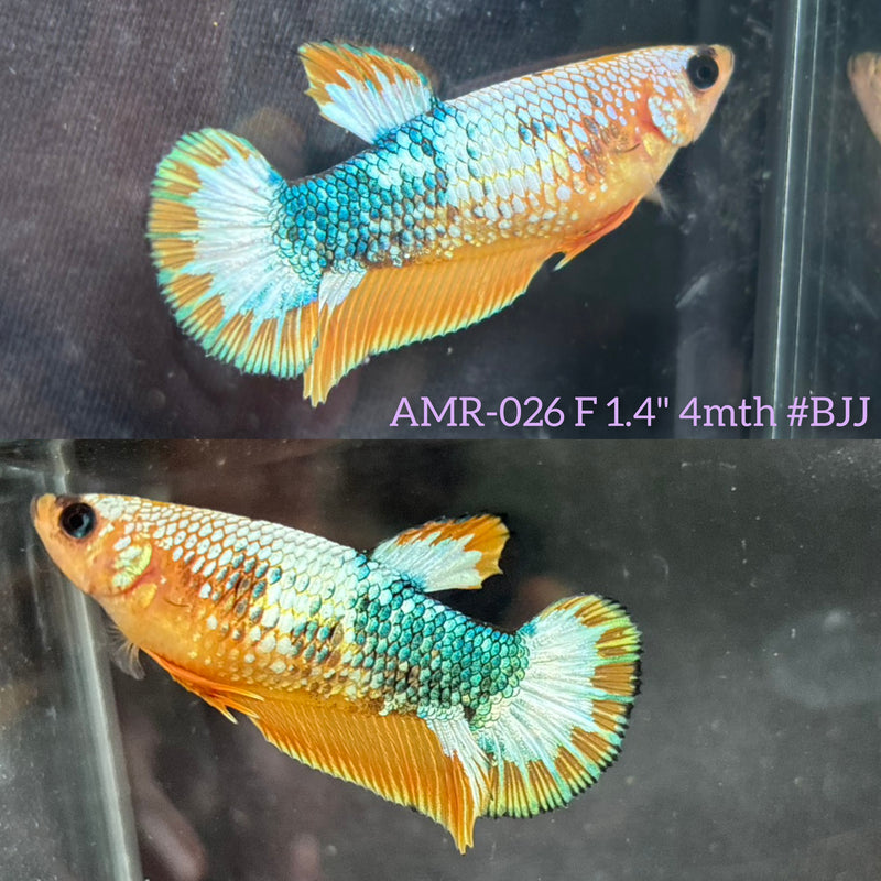 Live Female Betta Fancy Yellow Hellboy Startail Plakat (AMR-026) High quality What you see What you get!!