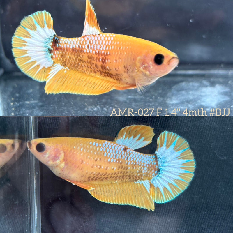 Live Female Betta Fancy Yellow Hellboy Startail Plakat (AMR-027) High quality What you see What you get!!